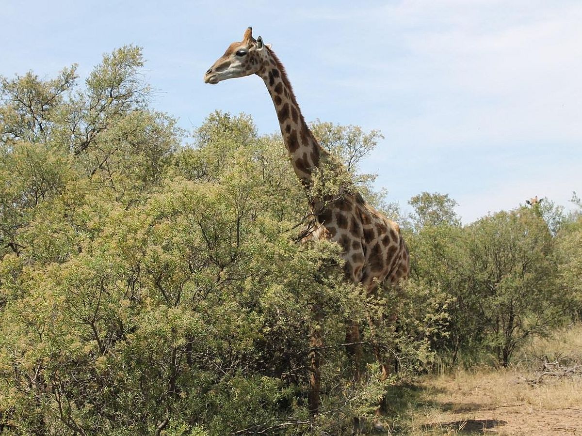 Giraffe