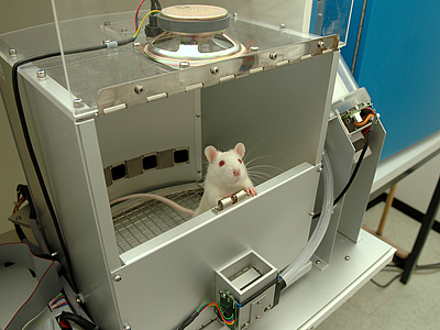 A lab rat looks at the observer.
