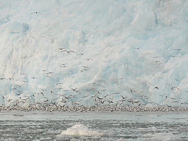 Dreizehenmöwen vor einer Gletscherkante im Kongsfjord, Spitzbergen Dreizehenmöwen vor einer Gletscherkante im Kongsfjord, Spitzbergen
