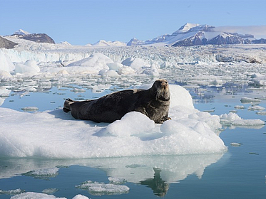 Bartrobbe in der Arktis Bartrobbe in der Arktis