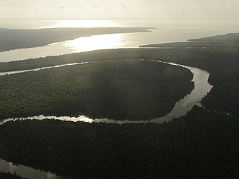 Der Amazonas-Regenwald