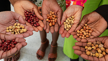 The Bambara Nut ist an African Crop Plant.