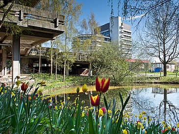 Tulpen im Vordergrund mit Sicht auf MZH.