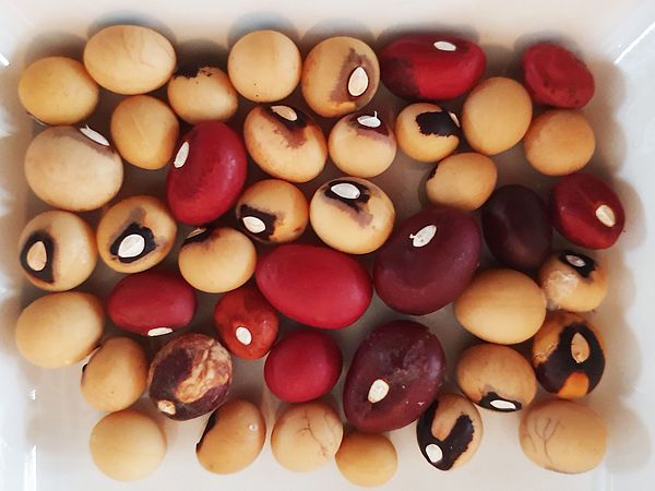 Erderbse Die schmackhafte und sehr dekorative Hülsenfrucht Bambara-Erdnuss (Vigna subterranea), auch Erderbse genannt.