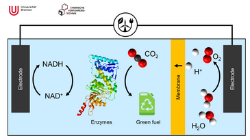 Electrochemical cell for for the enzymatic reaction to reduce CO2 and regenerate NADH