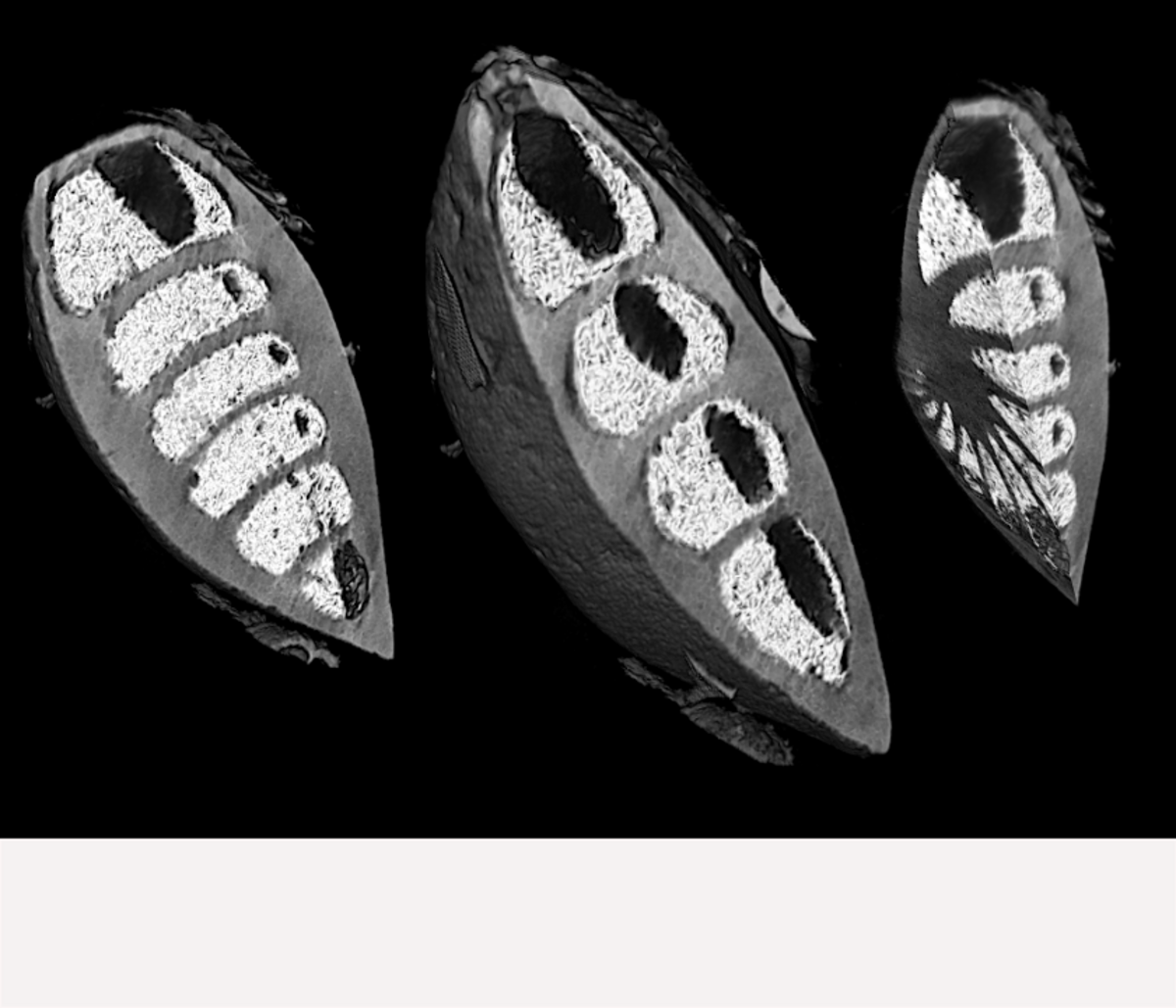 Volume reconstructions of foraminifera fossils with pyrite fillings