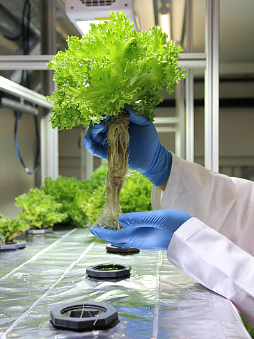 Plants in lab