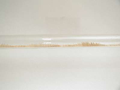 Glasrohr mit Korkmehl und stehenden Wellen