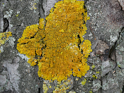 Xanthoria calcicola auf Rinde