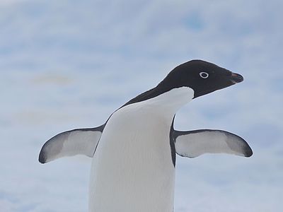 Adélie penguin, Atka Bay