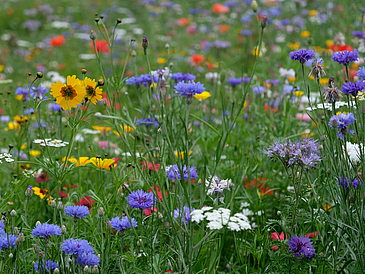 Blumenwiese