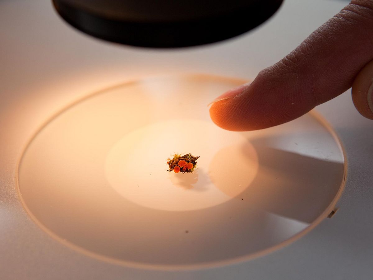 Fachbereich Biologie/ Chemie (FB 02) Eine Pflanzenprobe unter der Lampe eines Mikroskops.