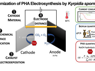 Effect-of-cathode