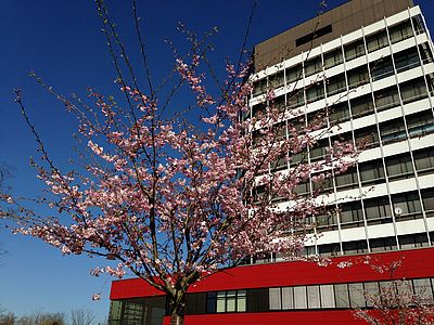 Blooming cherry tree