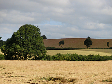 Landschaft mit Felden und Bäumen und Hecken dazwischen