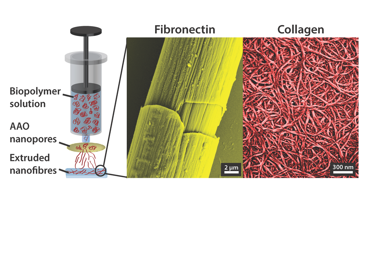 Extrusion of proteins Extrusion