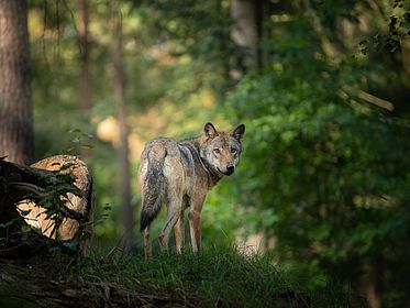 wolf in the wild during Sunrise wolf, animal, wildlife, nature, wild, mammal, predator, coyote, gray, fur, dog, cub, carnivore, lion, canine, canis, animals, forest, gray wolf, grey, zoo, cat, lupus, lioness