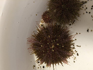 Sea urchins from Porsangerfjord
