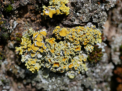 Polycauliona polycarpa auf Rinde (Bremen-Rönnebeck)