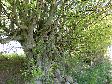 Hainbuche auf einem Wall