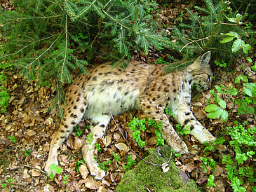 Dead lynx
