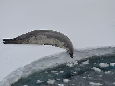A crabeater seal, Antarctica