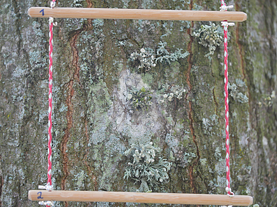 Kartierungsquadrat mit Ramalina fastigiata (Rhododendronpark Bremen)