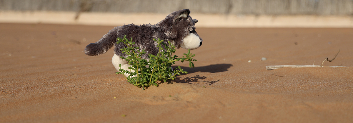 Ein Wolf in der Wüste