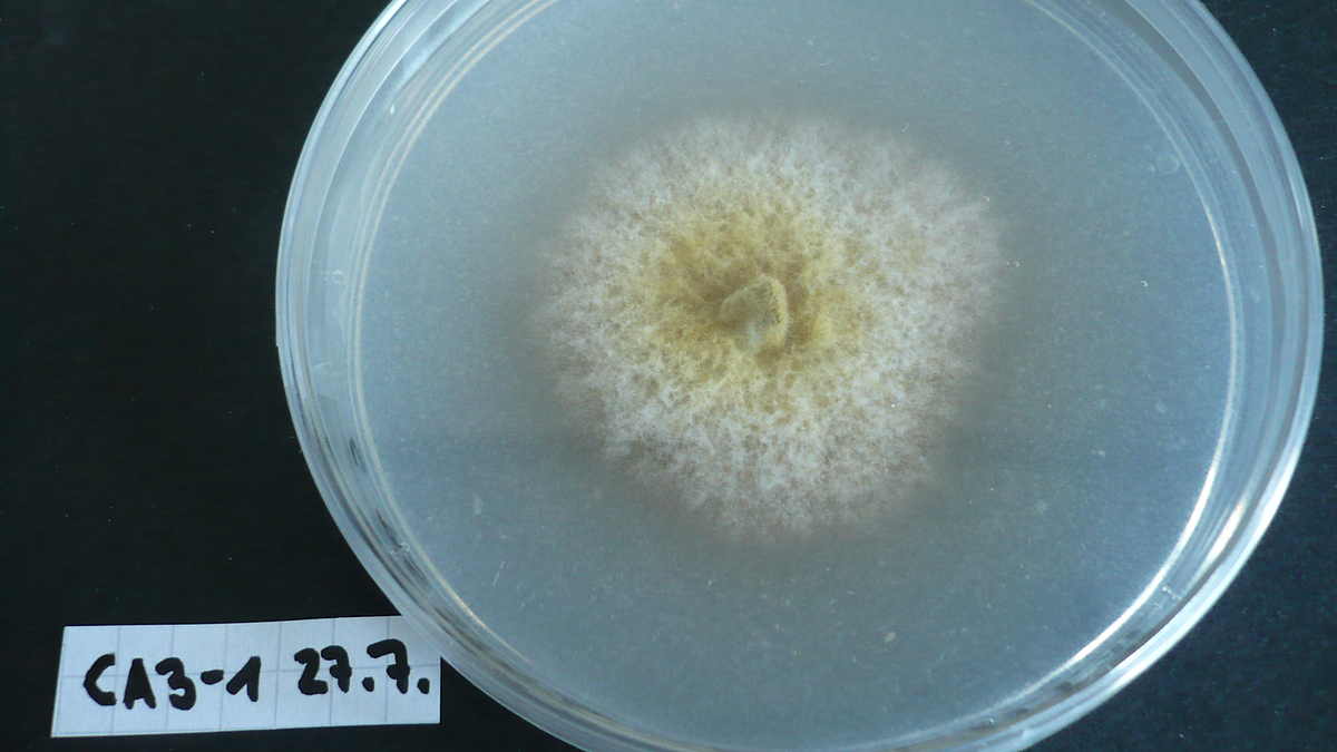 The photo shows a fungus that was isolated from oceanic surface water. Isolation of fungi out of environmental samples allows to study their biology in detail in the laboratory, for example to test growth conditions, degradation capacities, or interaction with other organism groups.