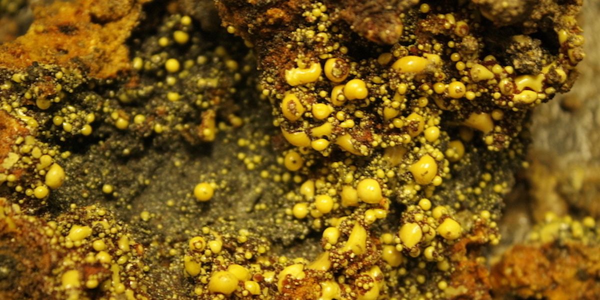 Nahaufnahme einer bräunlichen Gesteinsprobe, an deren Oberfläche sich unzählige, unterschiedlich große gelb bis orangefarbende feste Kügelchen befinden.