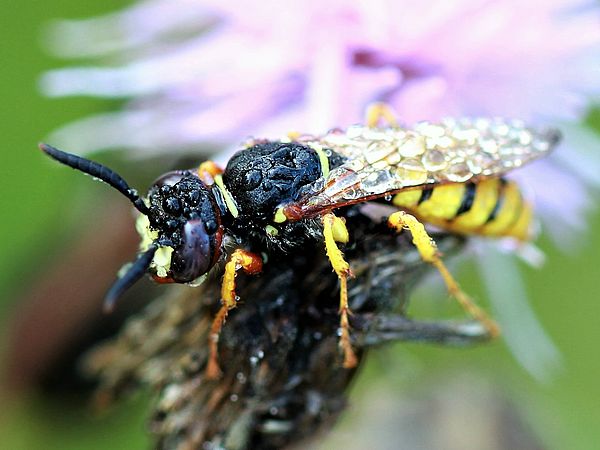 Insect and Chemical Ecology - Universität Bremen