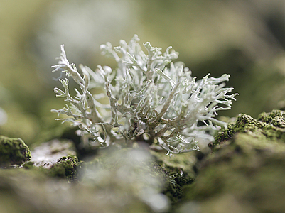 Ramalina farinacea auf Rinde (Bremen-Altstadt)