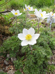 Pulsatilla alpina subsp. alba