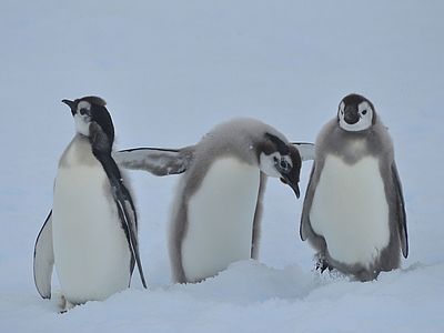 Emperor penguin chicks, Atka Bay