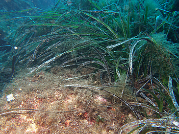 Seegraswiesen – wie hier im Foto – und Hornkorallenwälder sind auch im Mittelmeer bedroht. Rotalgenmatten könnten als Zufluchtsort für viele unterschiedliche Tiere eine besondere Rolle bekommen, so eine Studie der Universität Bremen.