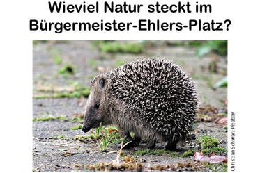 Flyer: Wieviel Natur steckt im Bürgermeister-Ehlers-Platz?