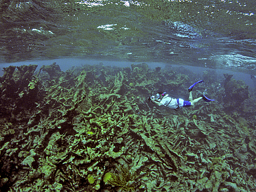 The elkhorn corals of this massive reef wall are completely dead.