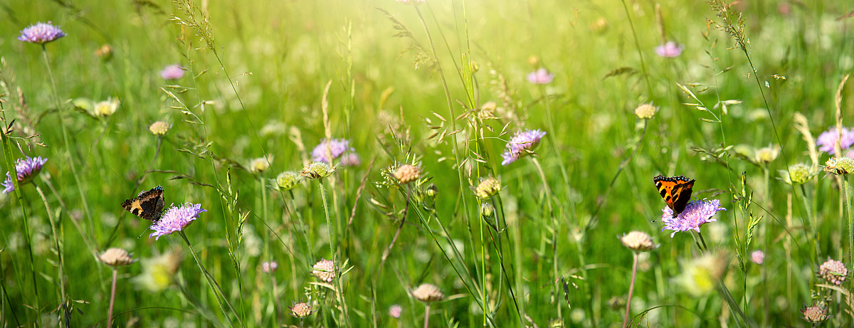 Schmetterlinge auf Blumenwiese