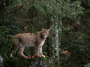 Luchs auf dem Felsen im Nationalpark Bayerischer Wald, Deutschland