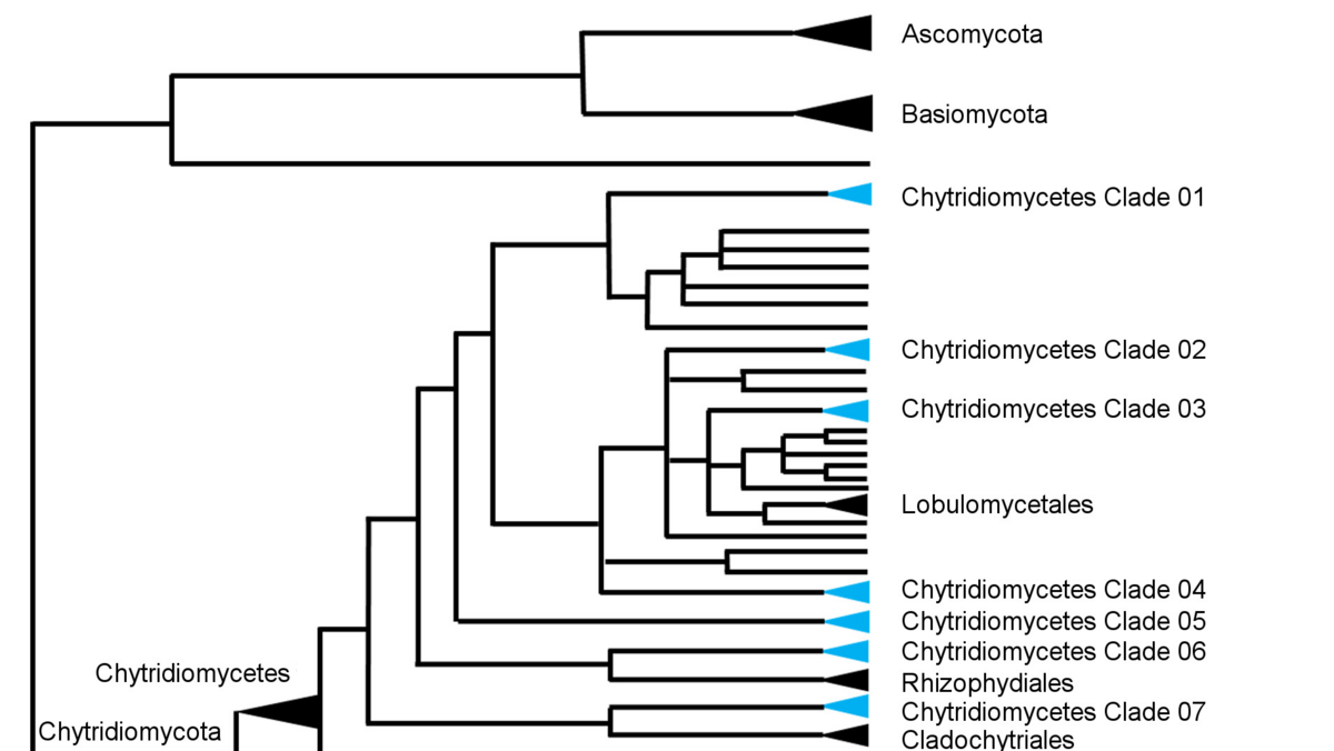 Phylogenetische Bäume Phylogenetische Bäume erlauben, unbekannte Pilzarten taxonomisch zu klassifizieren und evolutive Entwicklungen innerhalb der Pilze zu erkennen und erforschen.