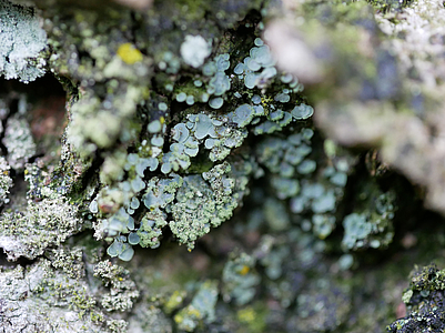 Normandina pulchella auf Rinde