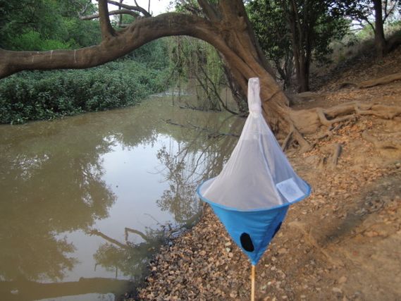 Fly traps are used to catch tsetse flies.