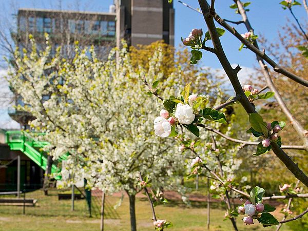 Die Obstwiese hinter dem Sportturm