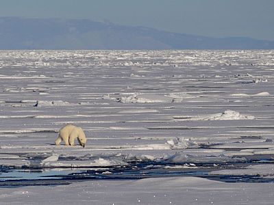 A polar bear on the ice, Arctic Ocean